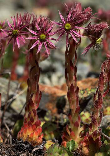 Sempervivum montanum